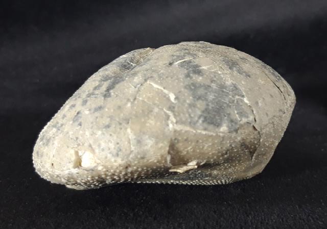 Micraster cf. schroederi STOLLEY 1891 - Bild &copy; FossNet FossilienStore